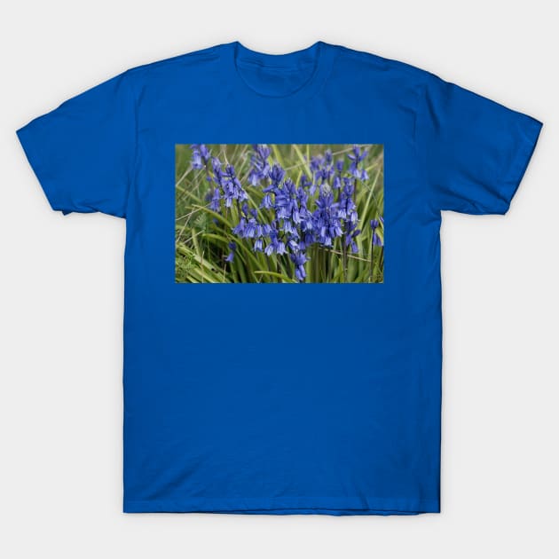 English Wild Flowers - Clump of Bluebells T-Shirt by Violaman